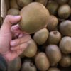 Kiwi Extra - Image 2