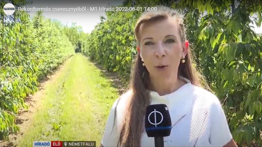 Rekordtermés cseresznyéből – M1 Híradó 2022-06-01 14:00